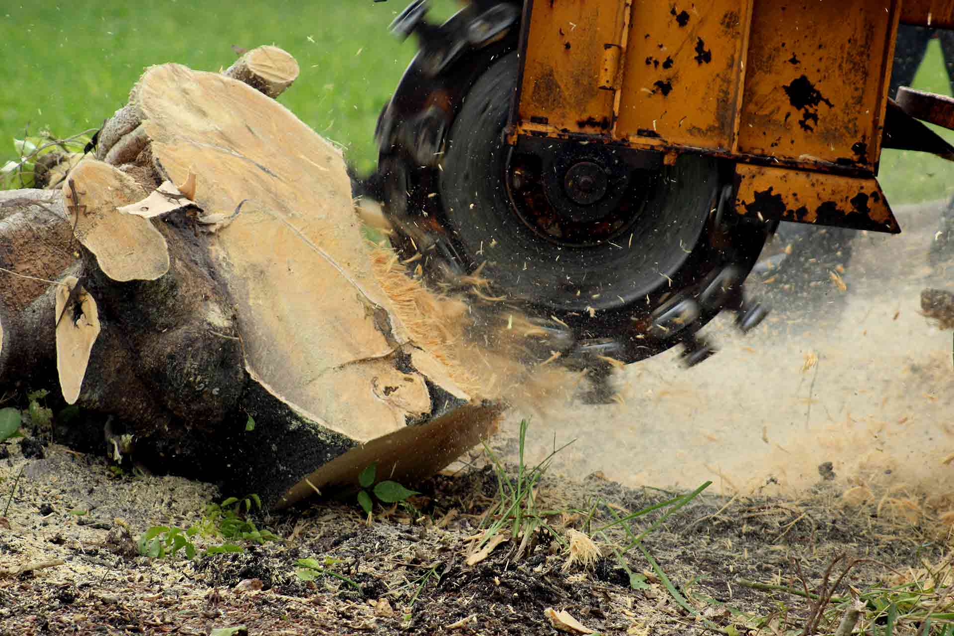 stump removal hoboken