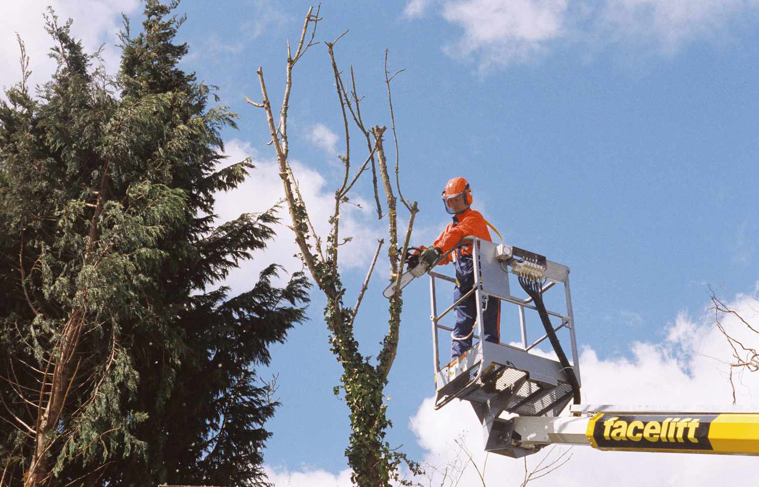 tree trimming hoboken