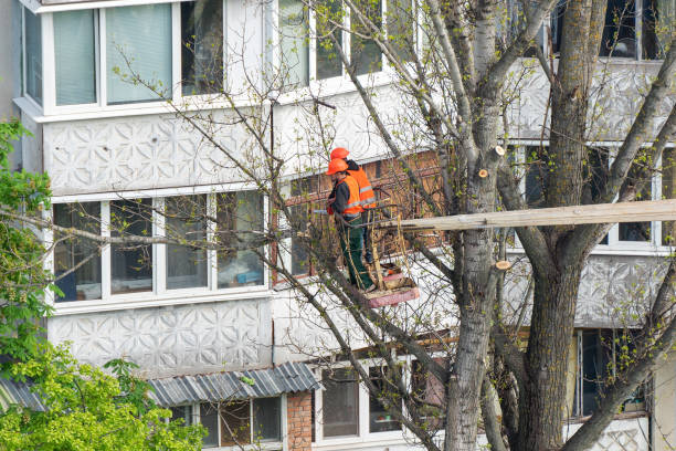 Commercial Tree Care