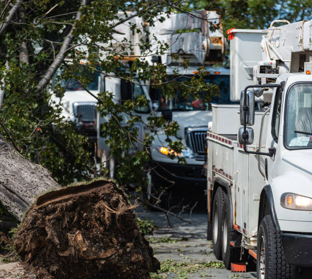 emergency tree services hoboken