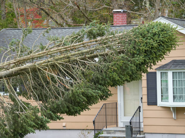 emergency tree services hoboken