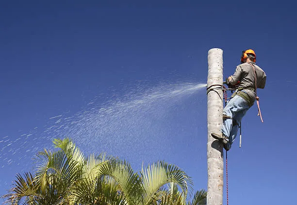 Tree Removal