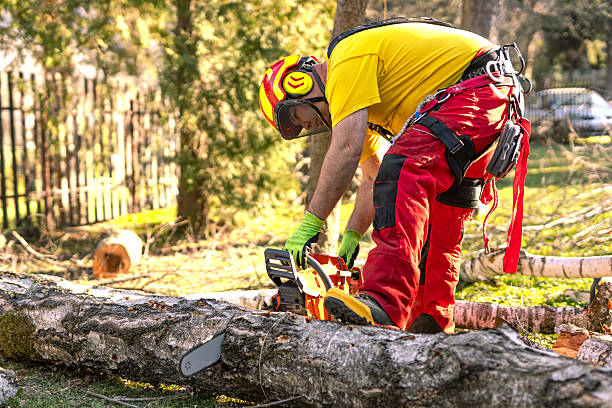 tree removal hoboken
