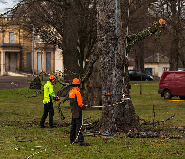 tree removal hoboken