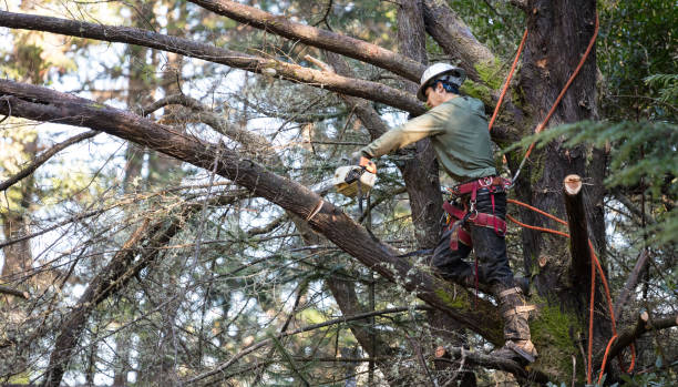 tree trimming hoboken
