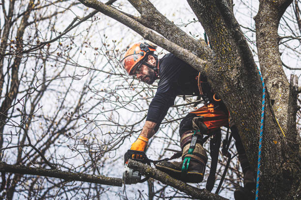 Tree-Shrub Trimming & Pruning Services
