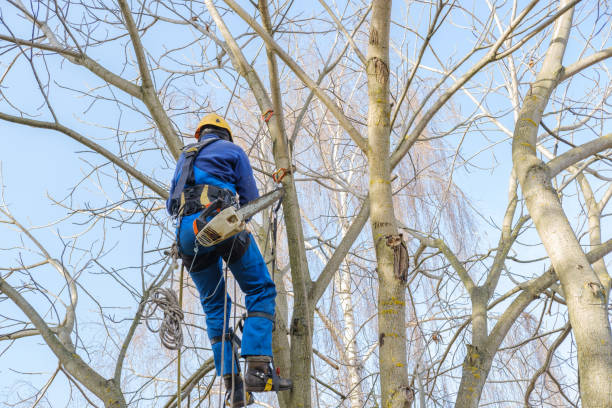 tree trimming hoboken