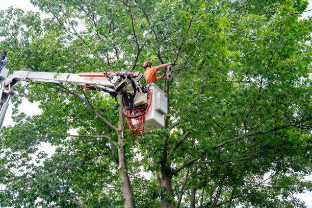 tree trimming hoboken