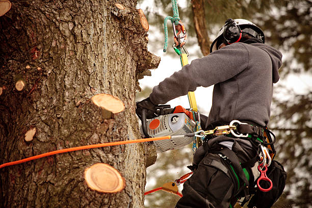 tree trimming hoboken