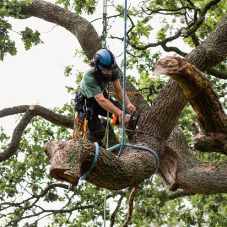 tree care