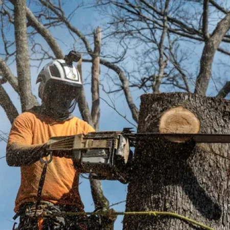 tree service team 1